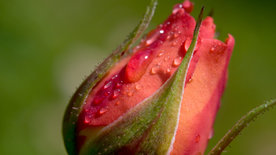 Rose - Königin der Blumen