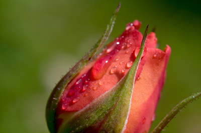 Rose - Königin der Blumen
