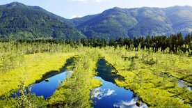 Die Macht der Moore - Wie sie unser Klima beeinflussen