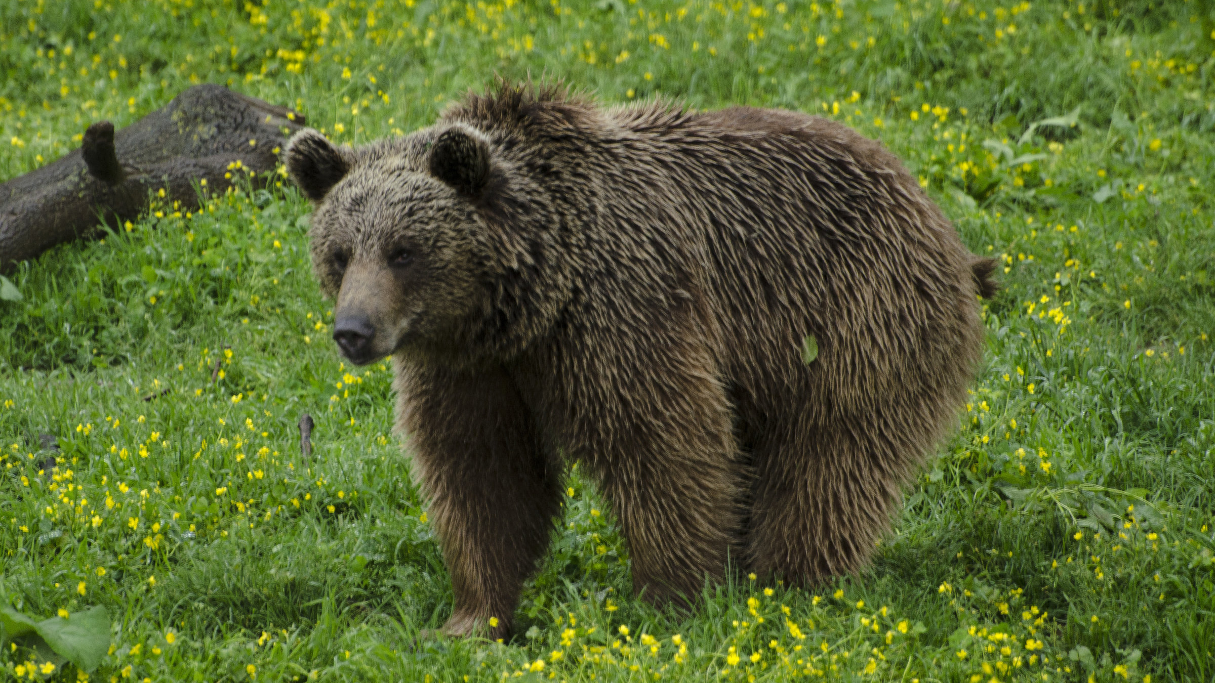 "Wilde Schönheiten - Die Türkei": Ein Braunbär auf einer Wiese.