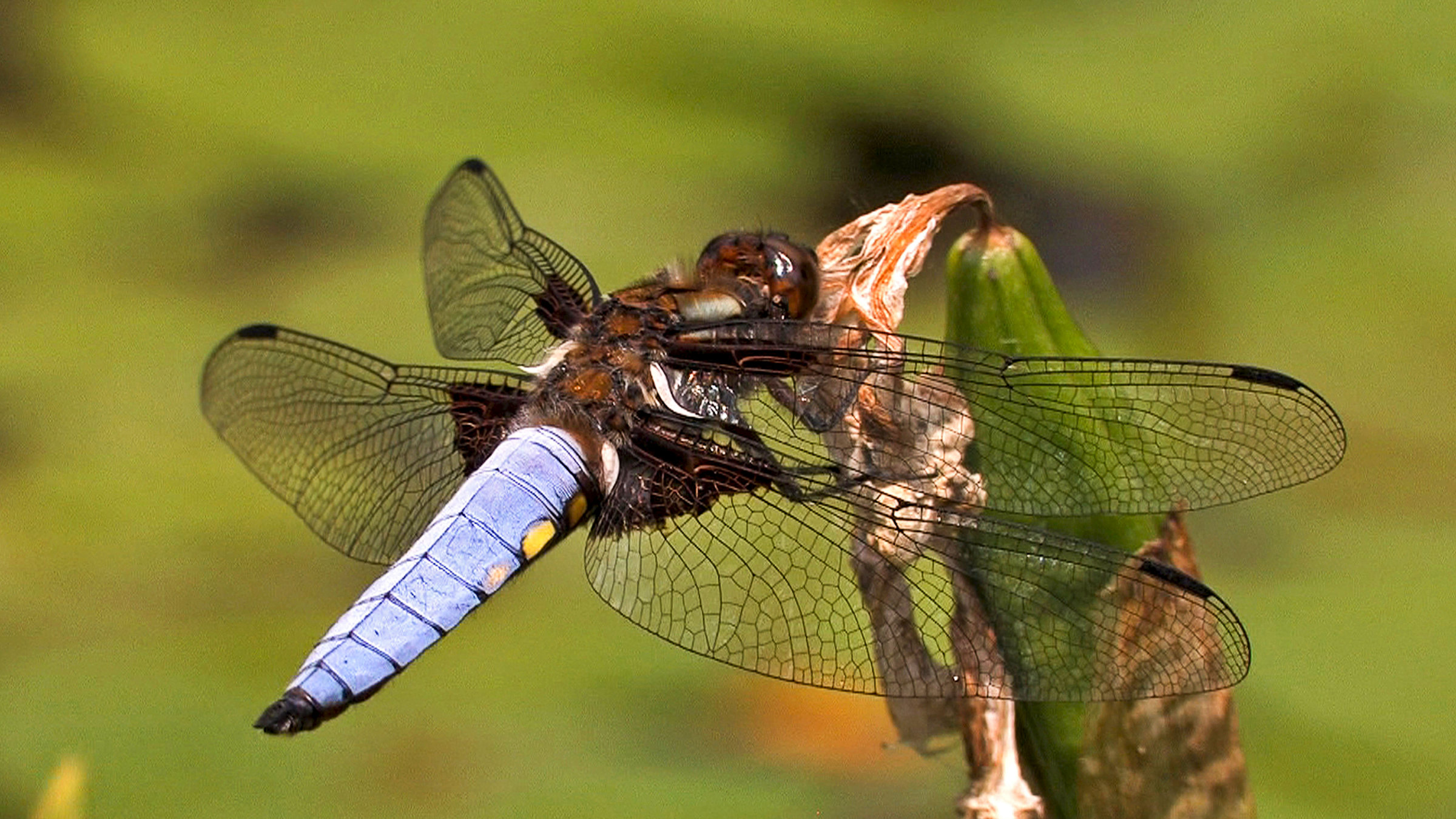"Libellen: Die Himmelsjäger" - eine Libelle