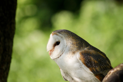 Der Flug der Eule