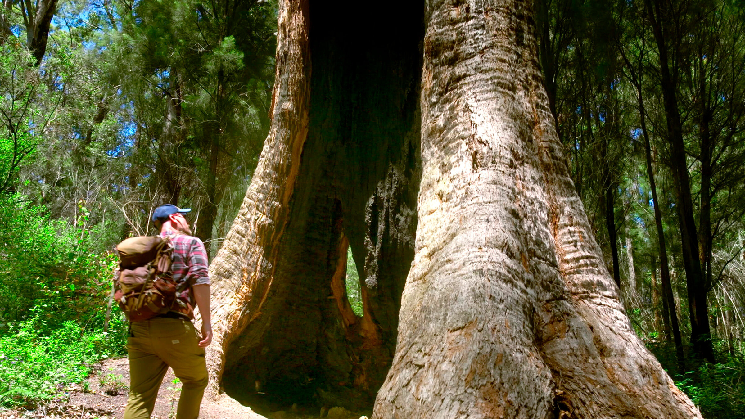 "In den Feuerwäldern Westaustraliens - Die Walpole Wilderness - Australiens Nationalparks": Nate Anderson erforscht, wie die hohlen Bäume der Walpole Wilderness so ein hohes Alter erreichen konnten. Sie wurden vom Buschfeuer und von Pilzbefall in Jahrhunderten ausgehöhlt.