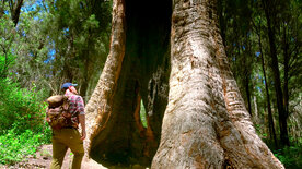 In den Feuerwäldern Westaustraliens - Die Walpole Wilderness