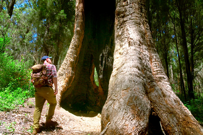 In den Feuerwäldern Westaustraliens - Die Walpole Wilderness
