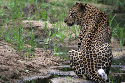 Die Magie des Leoparden - Ökotourismus in<br/>Südafrikas Wildreservaten