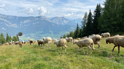 Schafe - Die heimlichen Helden der Almen