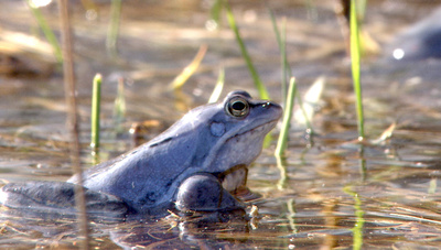 Fluss ohne Grenzen - Auenwildnis an der March
