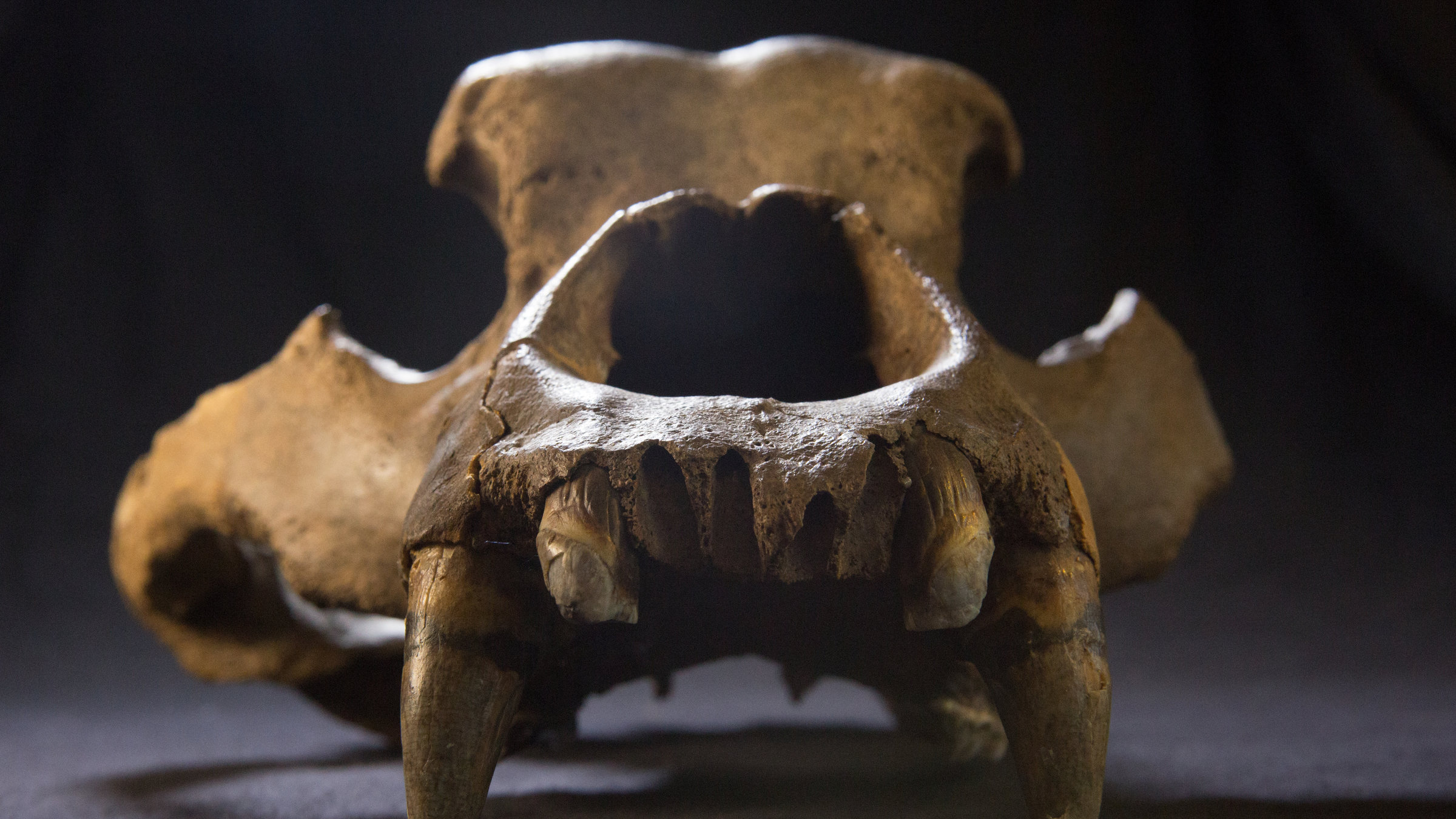 "Terra X - Das Eiszeiträtsel - Warum starben die Riesentiere aus?": Auf einer grauen Filzunterlage wird der Schädel eines eiszeitlichen Höhlenbären präsentiert.