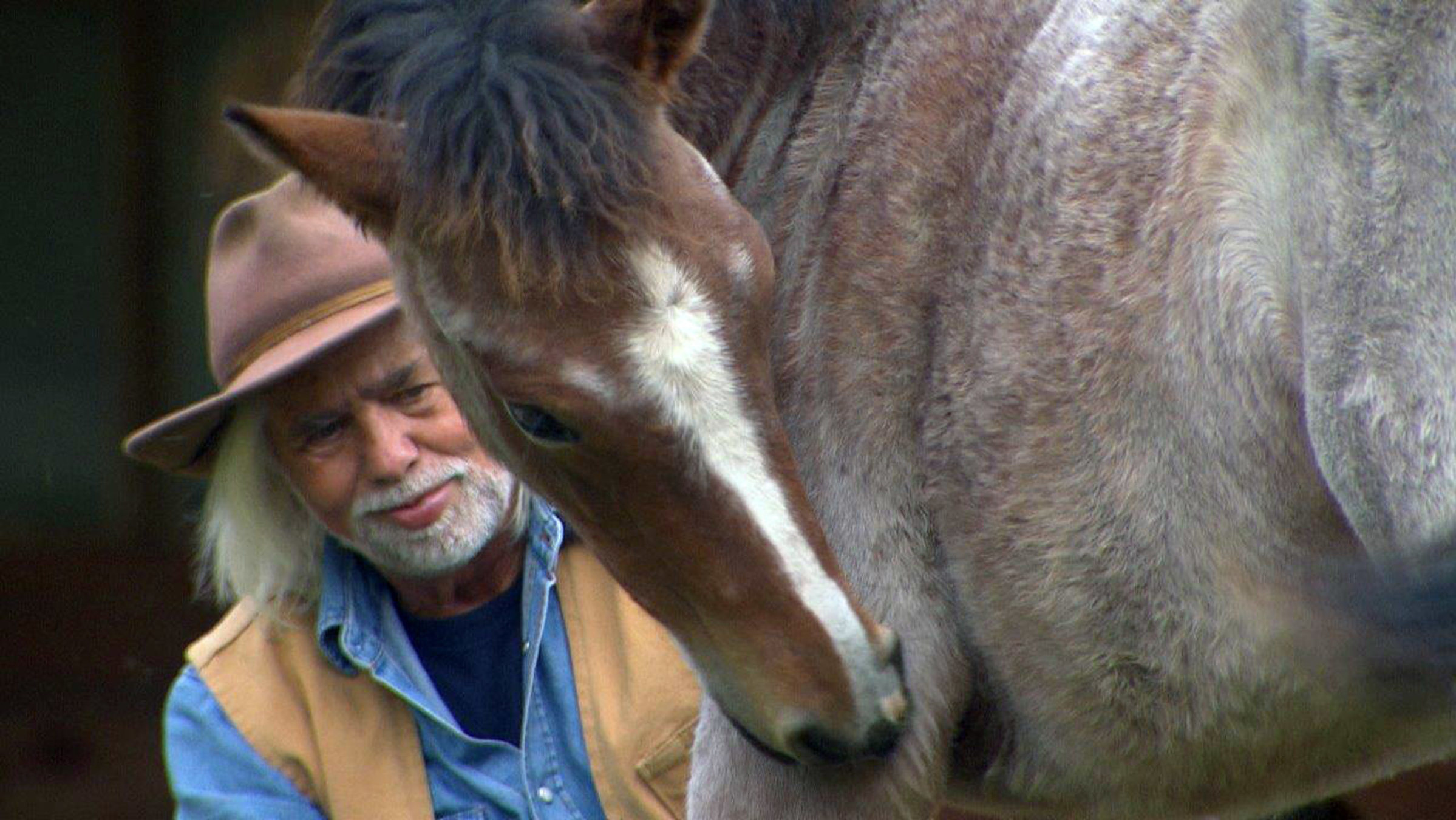"Traumberuf Abenteurer - Das Universum des Naturfilmers Erich Pröll": Erich Pröll mit einem seiner Mustangs
