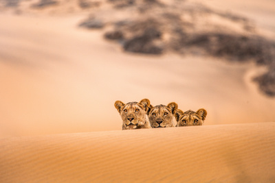 Die Wüstenlöwen der Namib - Aufbruch<br/>und Wiederkehr