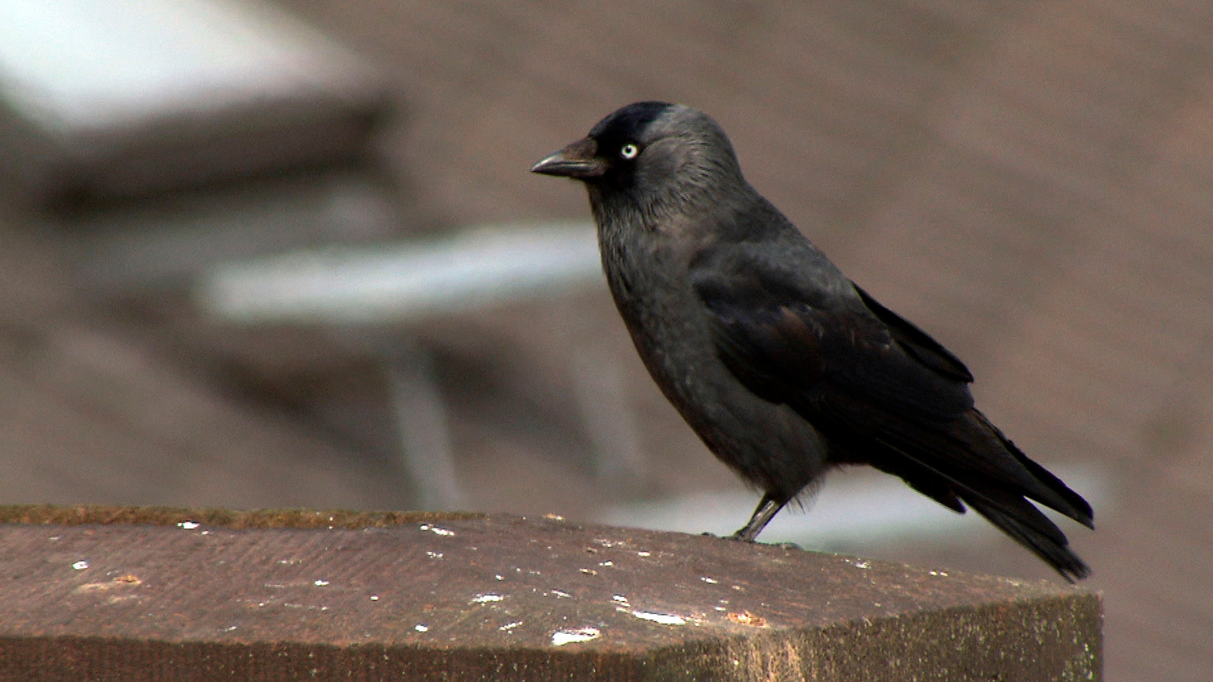 "Rabenvögel - Gaukler der Lüfte" - Eine Dohle auf einem Kamin