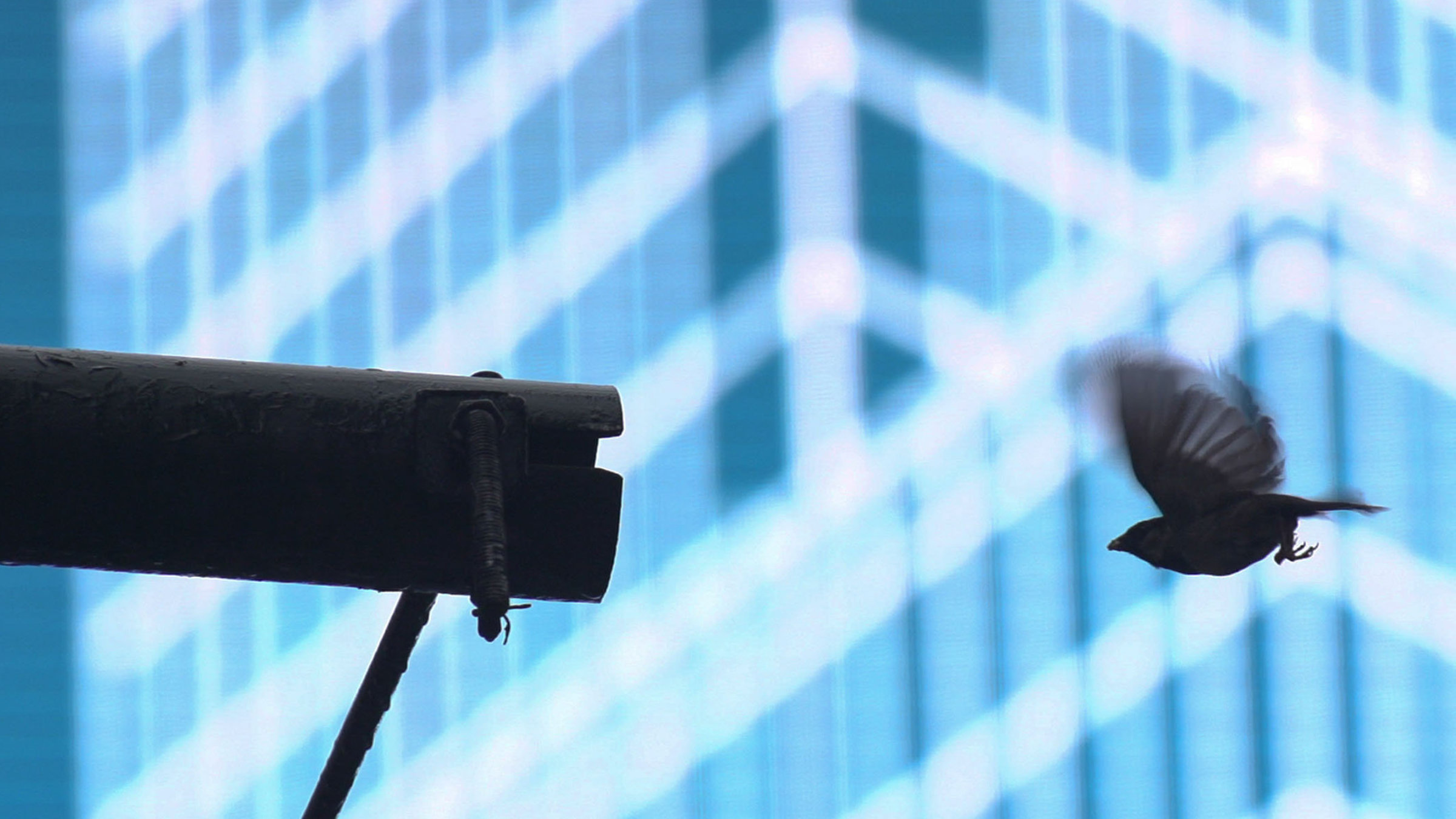 "Planet der Spatzen" - Anflug auf Nest vor Screen, Broadway, New York.