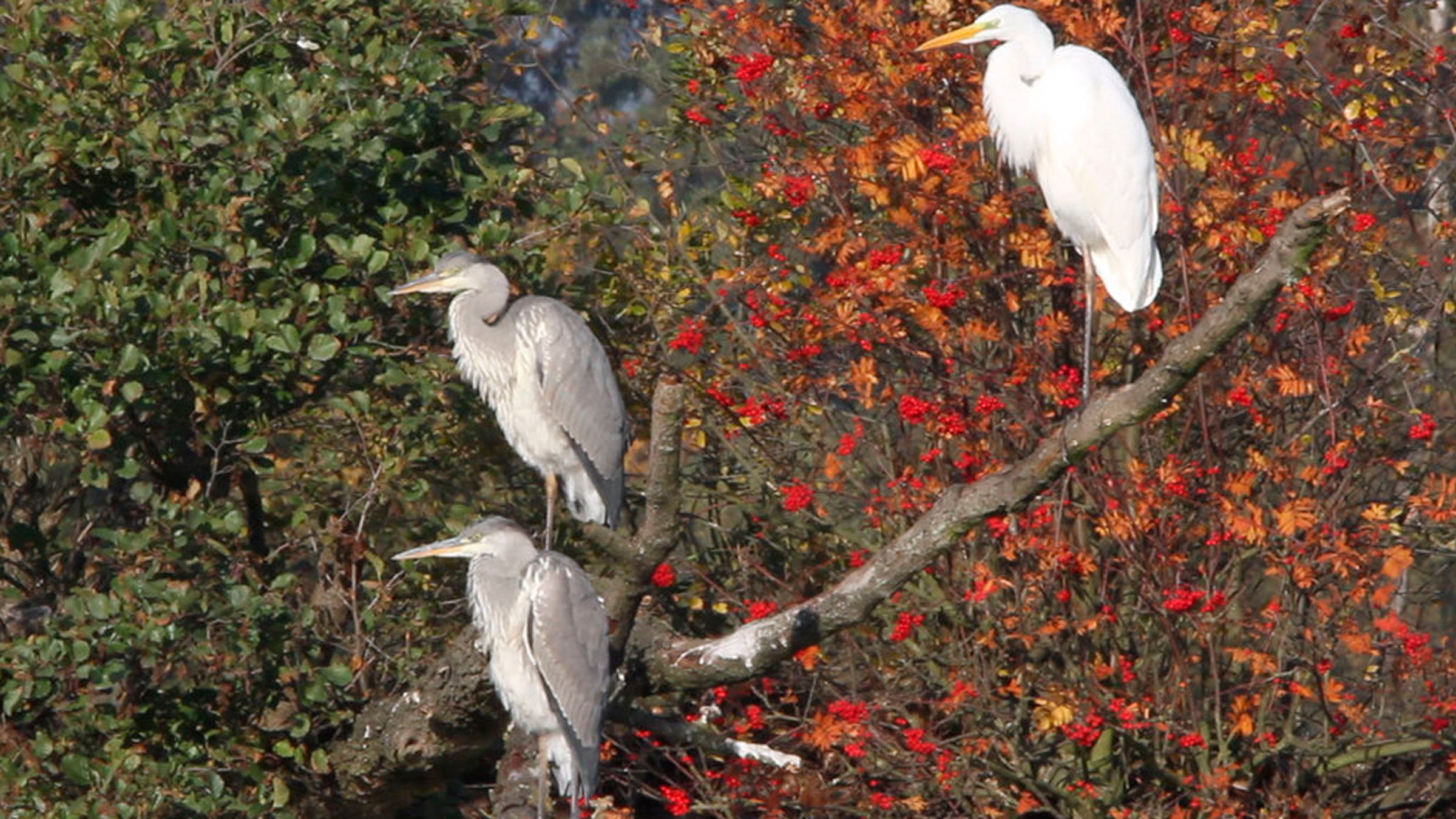 "Ein Jahr in der Lewitz": Neben dem einheimischen Graureier beobachtet Burkhard Fellner immer wieder auch Silberreiher an der Lewitz.