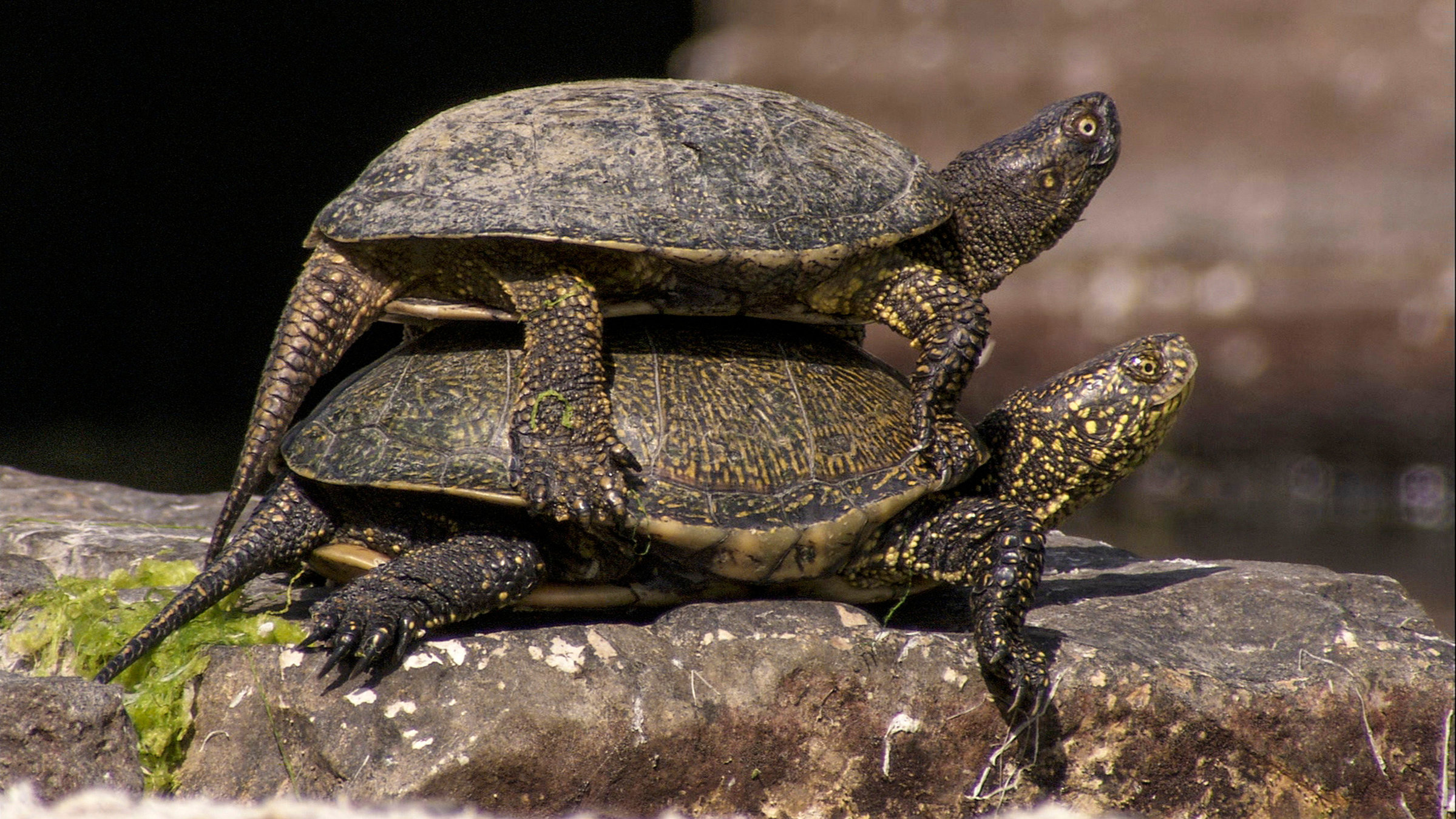 "Wildes Albanien" - Europäische Sumpfschildkröten sonnen sich auf den antiken Steinen in Butrint.