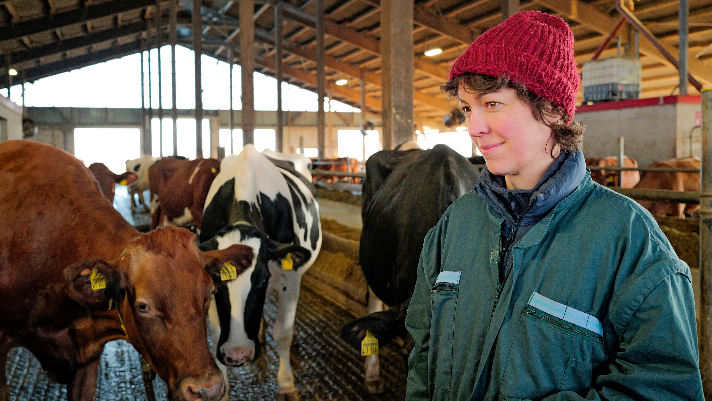 "Die Nordreportage: Wenn Kühe Hilfe brauchen": Tierärztin Katharina Russell im Kuhstall auf einem Milchviehbetrieb in Schleswig-Holstein.