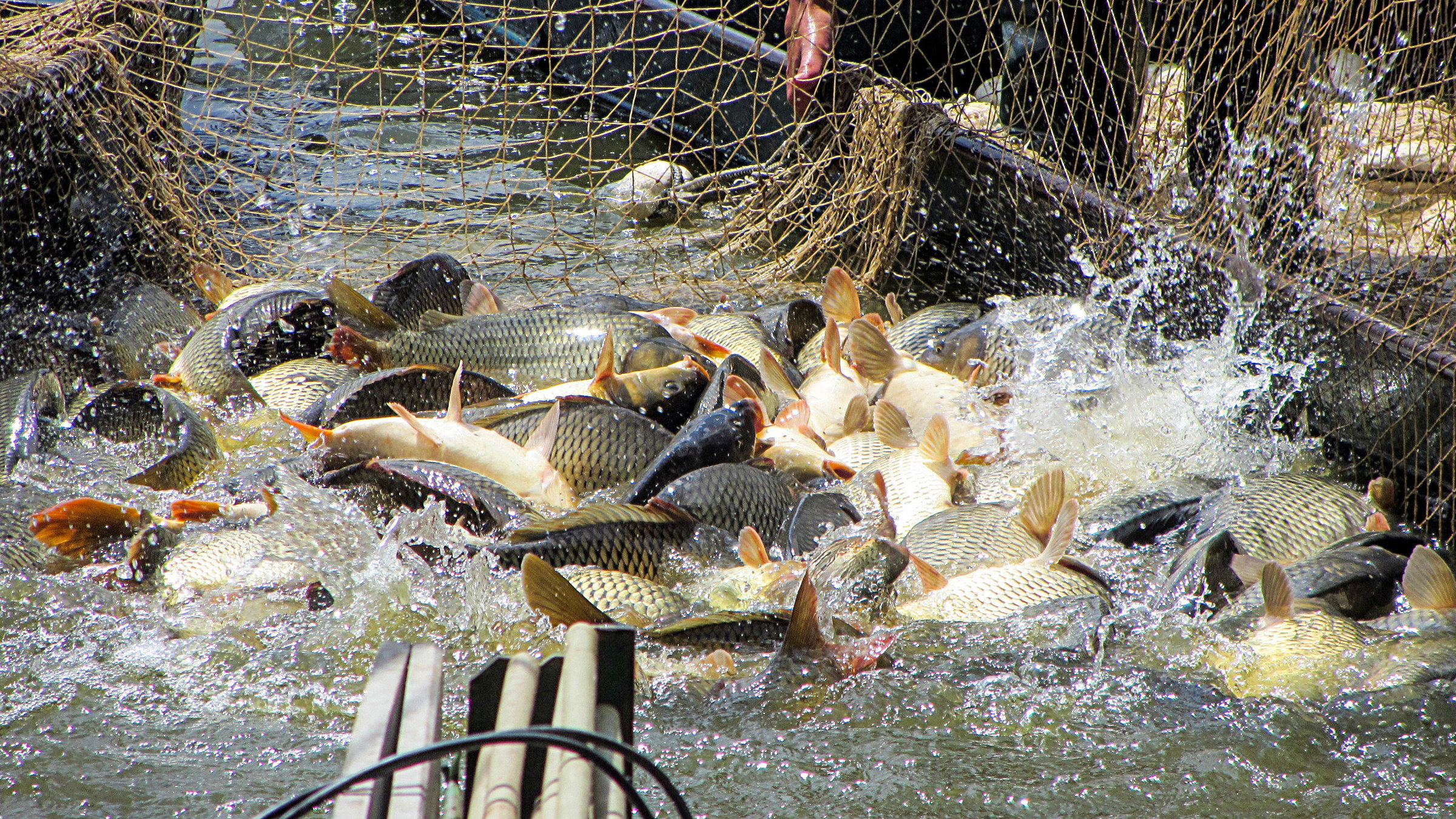 "Der Geschmack Europas - Böhmen": Karpfenfangen mit Fischernetzten in Trebon.