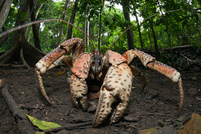 MEGA - Die Giganten der Tierwelt