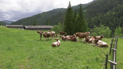 Die Sennerin