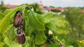 Maikäfer flieg!
