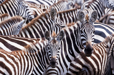 Die Farben der Tierwelt (2/2)