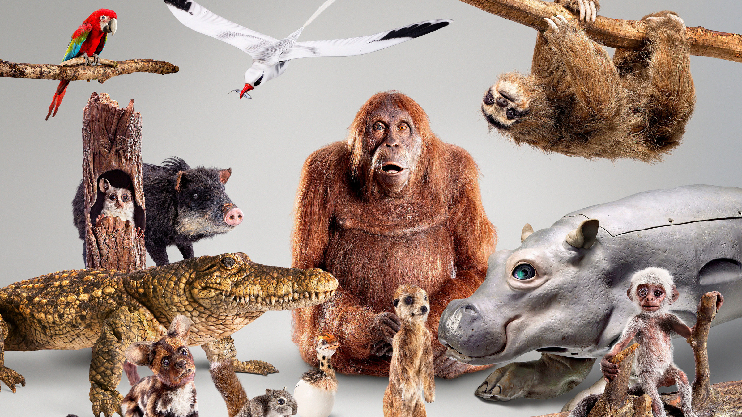 "Terra X: Spione im Tierreich - Große Gefühle": Verschiedene Tier-Attrappen, unter anderem Orang-Utan, Faultier, Krokodil, Flusspferd und andere, im Studio.