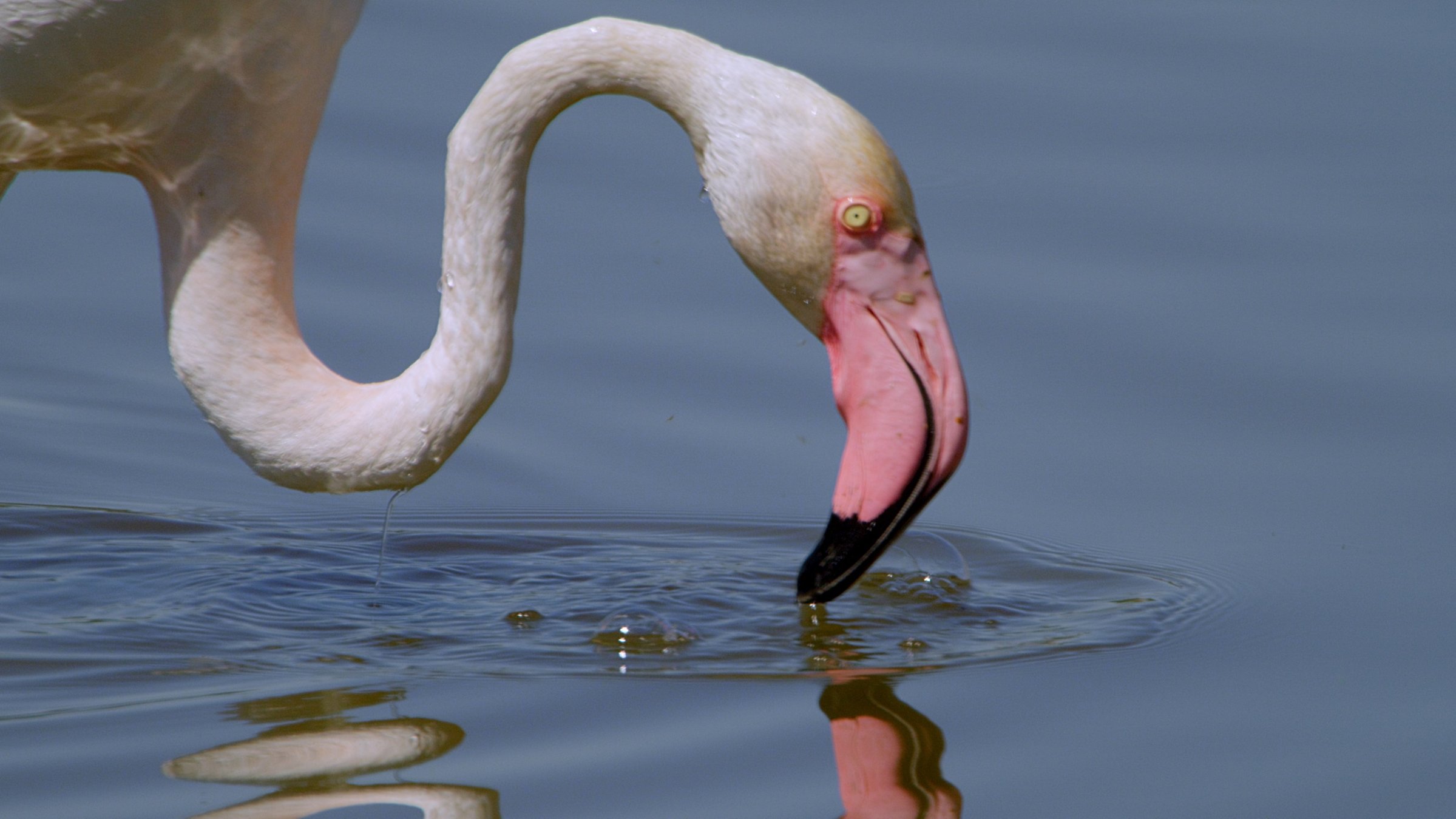 "Feuervögel – Die geheimnisvolle Welt der Flamingos": Ein Flamingo steht im Wasser und beugt die Spitze seines pinken Schnabels ins Wasser. Sein rosafarbener Hals ist in S-Form geschwungen.