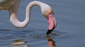 Feuervögel – Die geheimnisvolle Welt<br/>der Flamingos