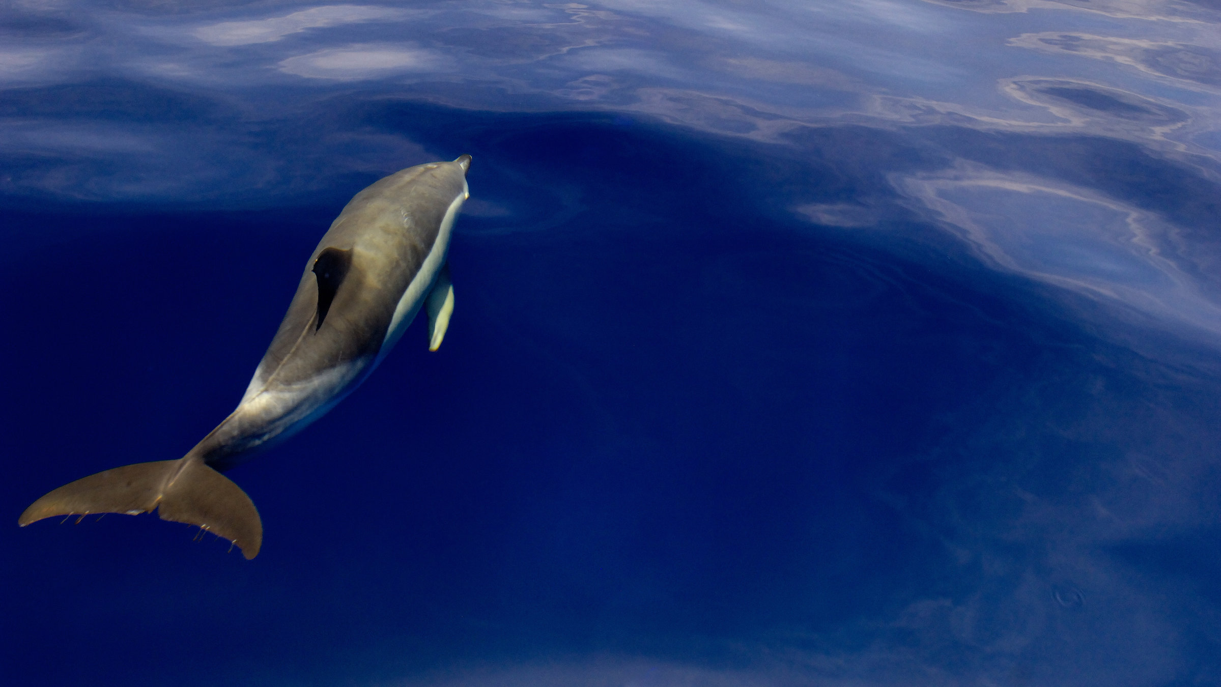 "Wilde Schönheit - Inseln im Atlantik": Blick von oben auf einen Delfin an der Meeresoberfläche.