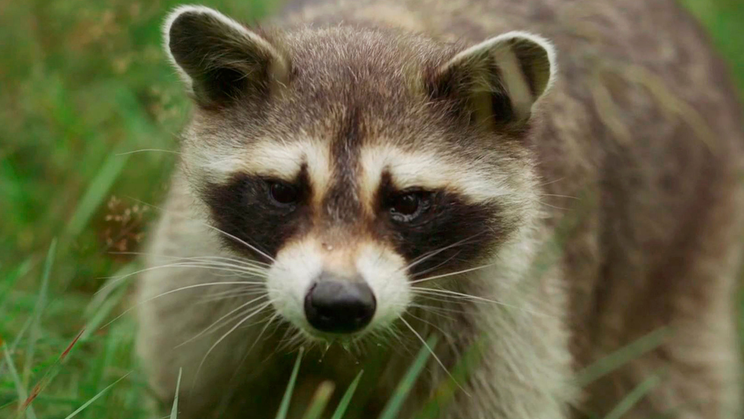 "Tierisch wild im Südwesten - Eifel und Hunsrück": Waschbär.