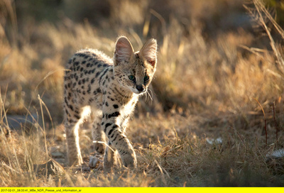 Wildes Südafrika - Wo die Wüste blüht