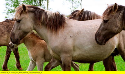 Wildes Baltikum (1/2)