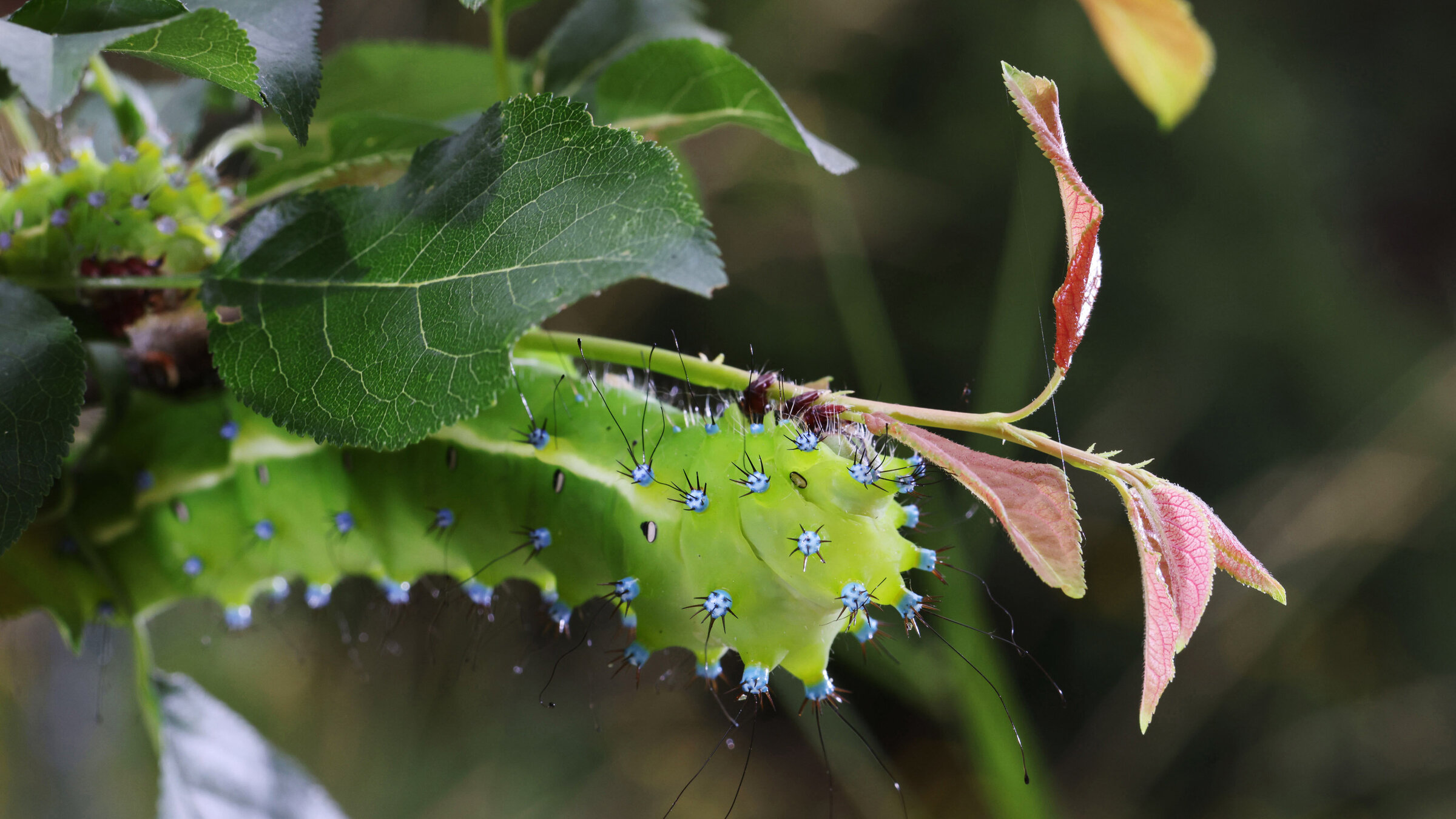 "Kleine Welt - ganz groß. Das Geheimnis der Wiese": Raupe Wiener Nachtpfauenauge.
