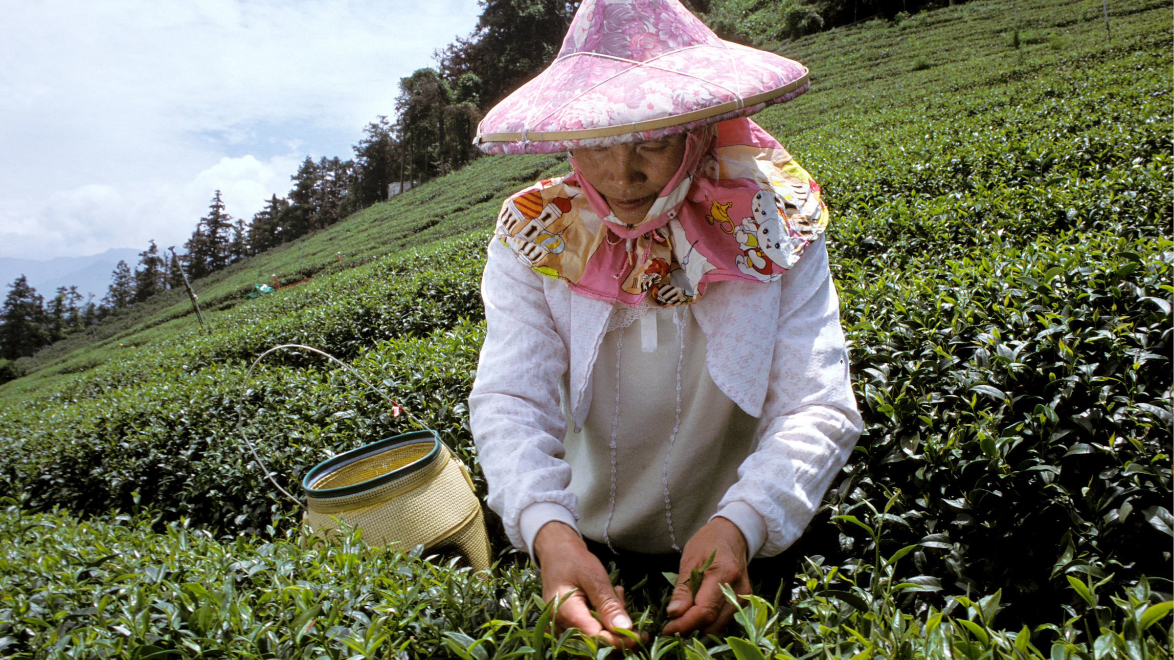 "Grüne Insel im Taifun - Taiwan" - Teepflückerin in den Taiwanesischen Bergen.