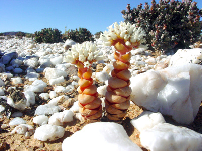 Namaqualand - Der Blumengarten Afrikas