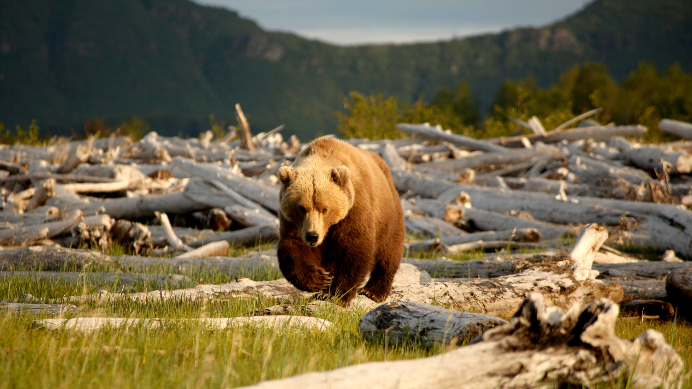 "Alaskas Bären: Ein Sommer unter Grizzlys": Die erfahrene Bärenmutter Nadie entscheidet immer selbst, wie nah sie dem Biologen Chris Morgan und seinem Kameramann Joe Pontecorvo kommen will.