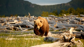 Alaskas Bären: Ein Sommer unter Grizzlys