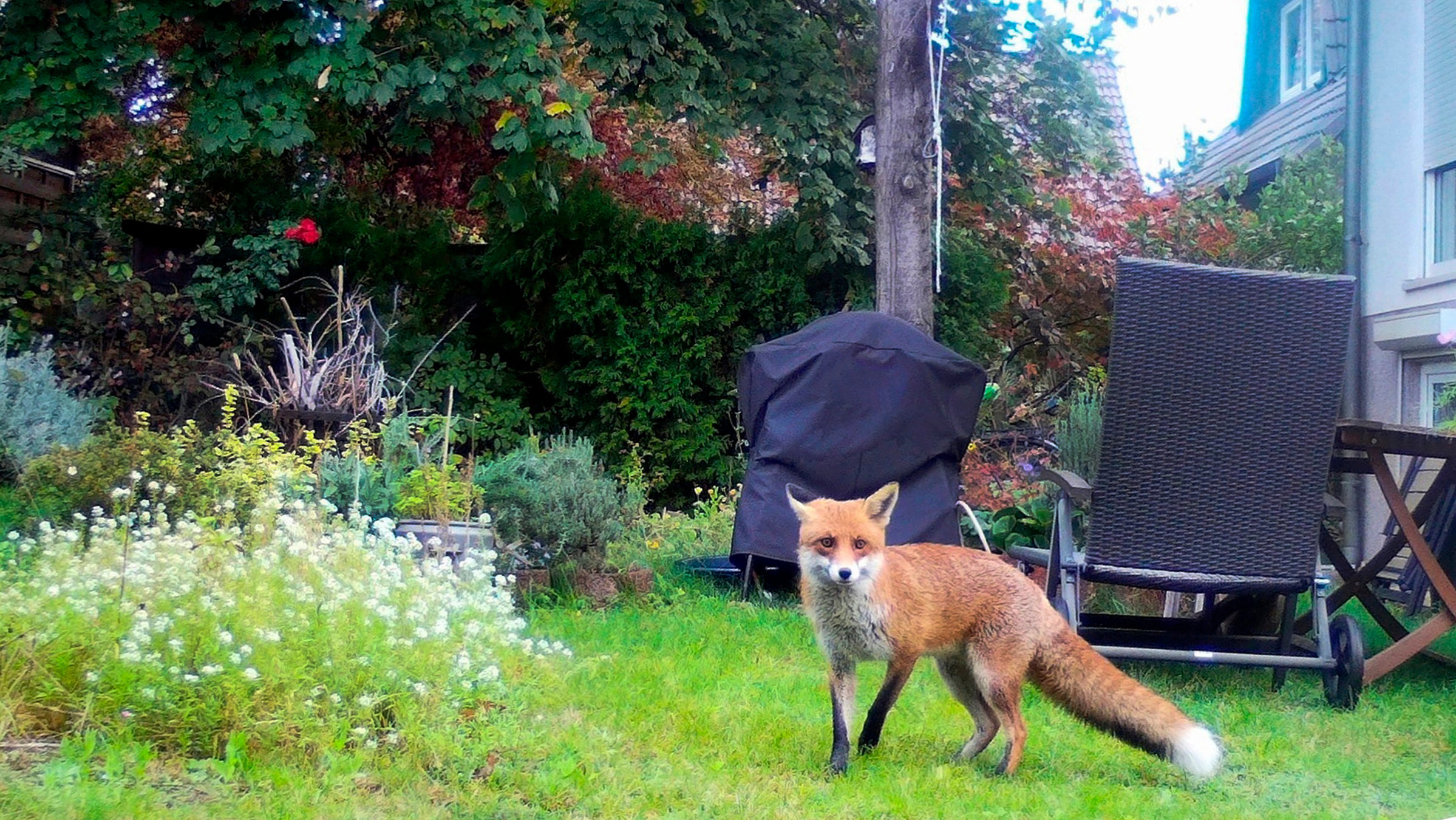 "Wilde Nachbarn - Siegeszug der Stadttiere": Fuchs in einem Berliner Garten, schätzungsweise 1600 Füchse leben in Berlin.