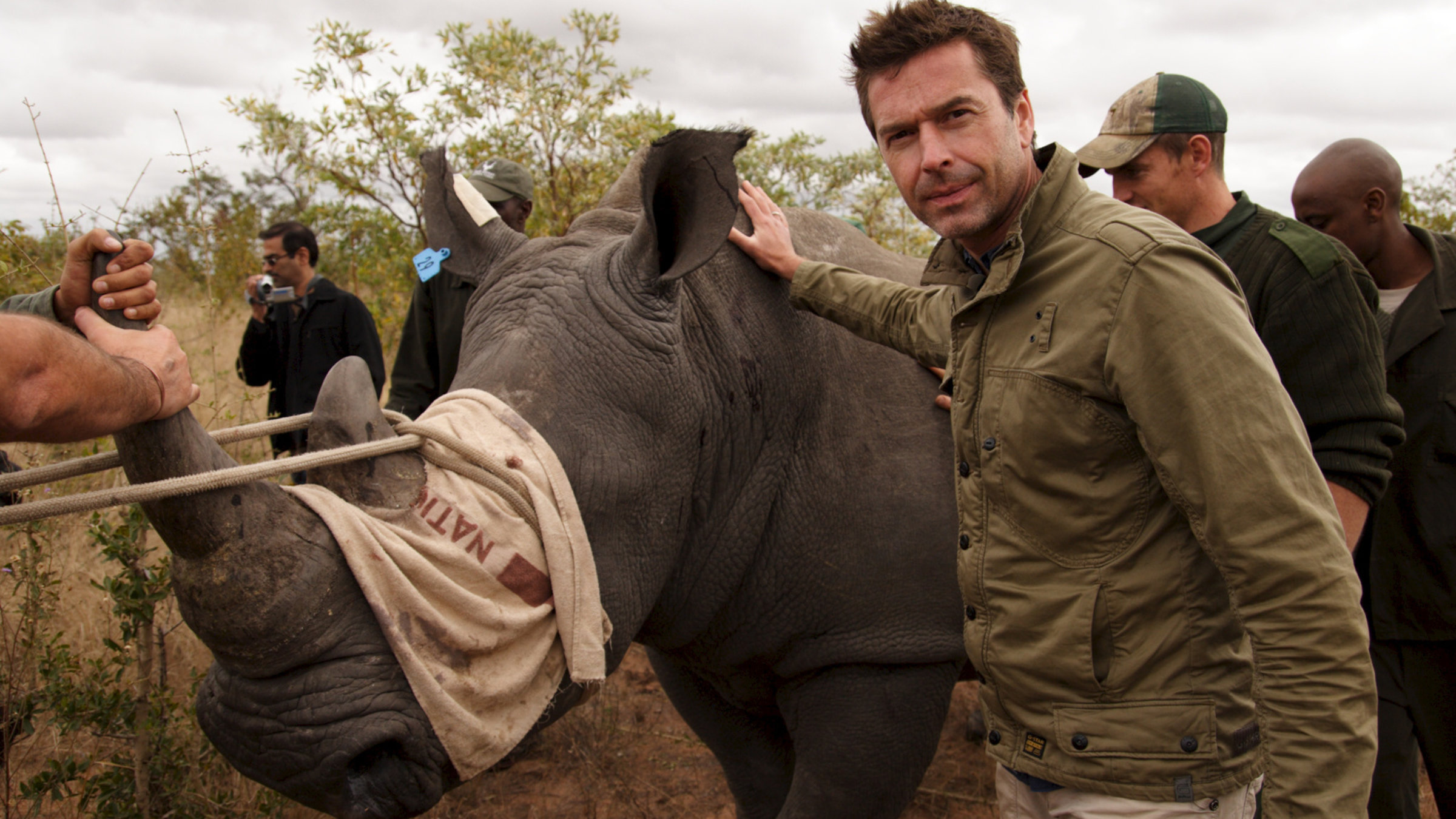 "Steffens entdeckt: Südafrika" - Es gehören viele kräftige Hände dazu, ein halb betäubtes, wildes Nashorn für den Transport vorzubereiten. Dirk Steffens assistiert.