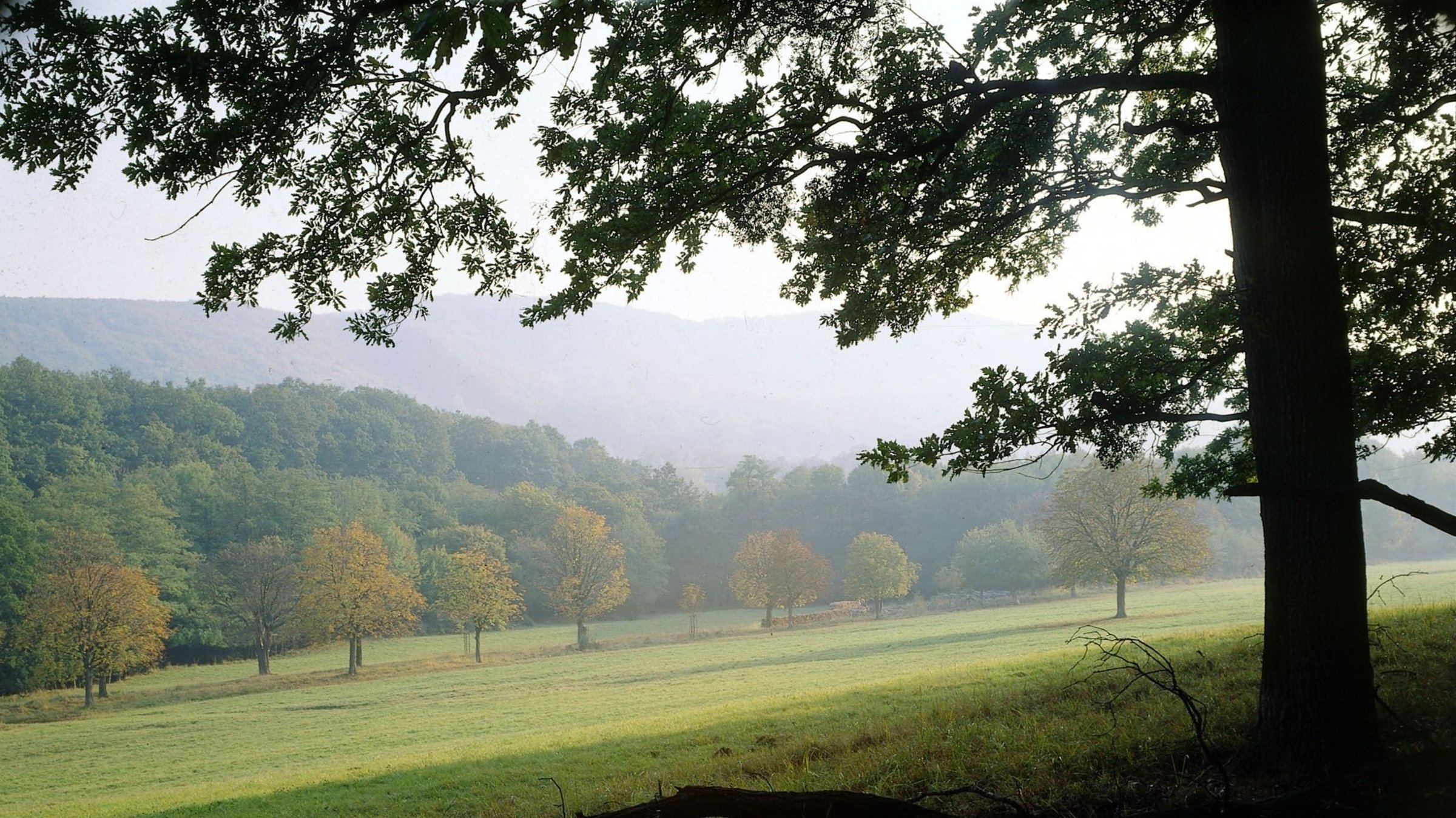 "Geschichten aus dem Wienerwald": Waldlichtung, Lainzer Tiergarten.