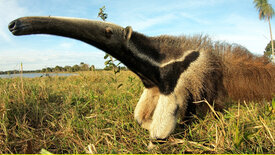 Unter Raubkatzen und Ameisenbären