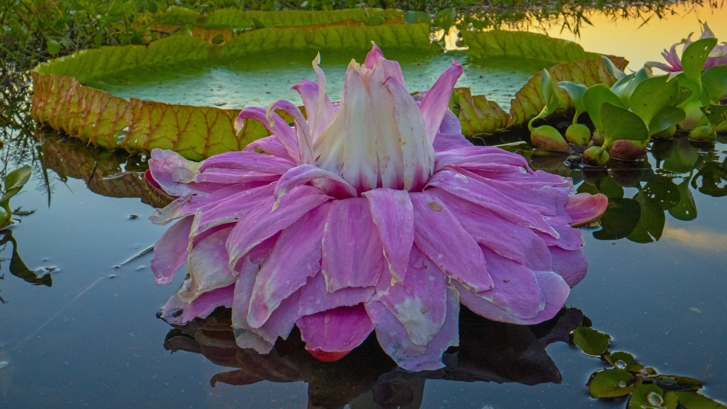 "Terra X: Unser grüner Planet - Wasser": Eine Riesenseerose an der Wasseroberfläche.