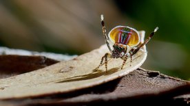 Tierische Überflieger (3/5)