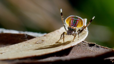 Tierische Überflieger (3/5)