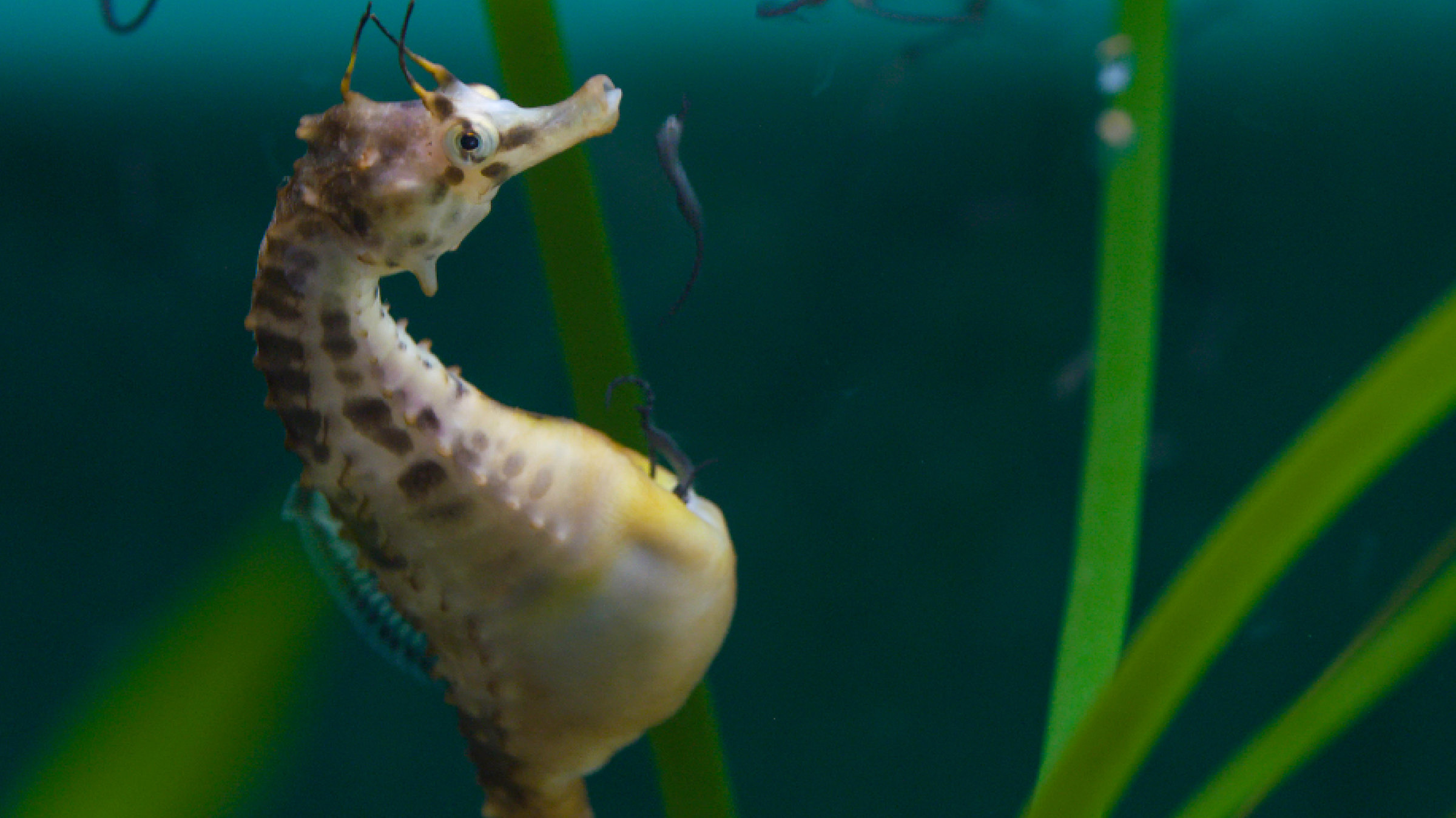 "Big Pacific (3/4) - Der leidenschaftliche Ozean": Ein Aquarium mit Gräsern, links ein Seepferdchen von der Seite, das gerade Nachwuchs gebiert: nahezu schwarze schlangenähnliche Seepferdchen verlassen die Bruthöhle im Bauch des Vaters.