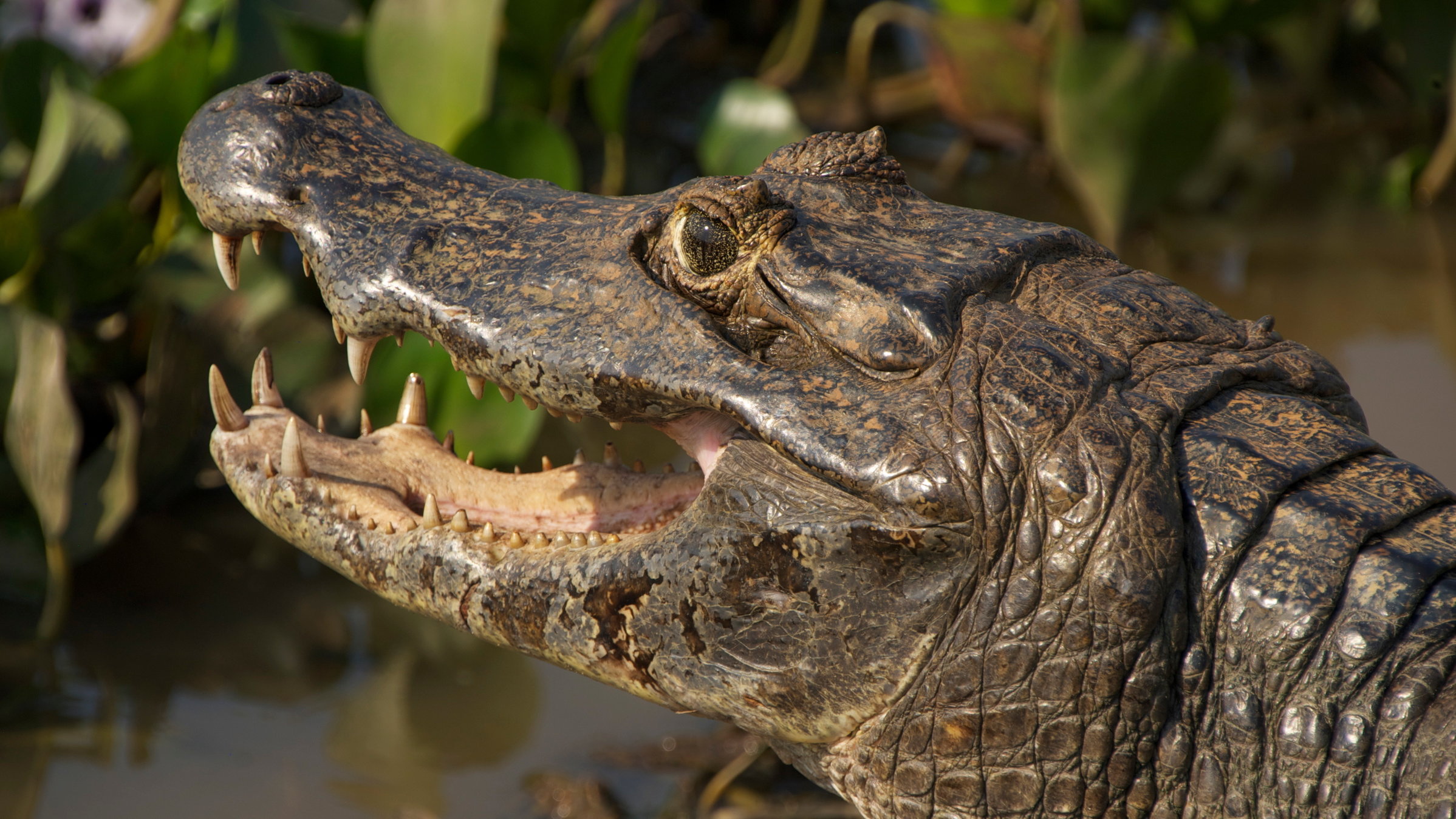 "Wildes Überleben: Geborene Jäger" - Der Kopf eines Kaimans mit geöffnetem Maul. Unscharf im Hintergrund: eine Sumpflandschaft.