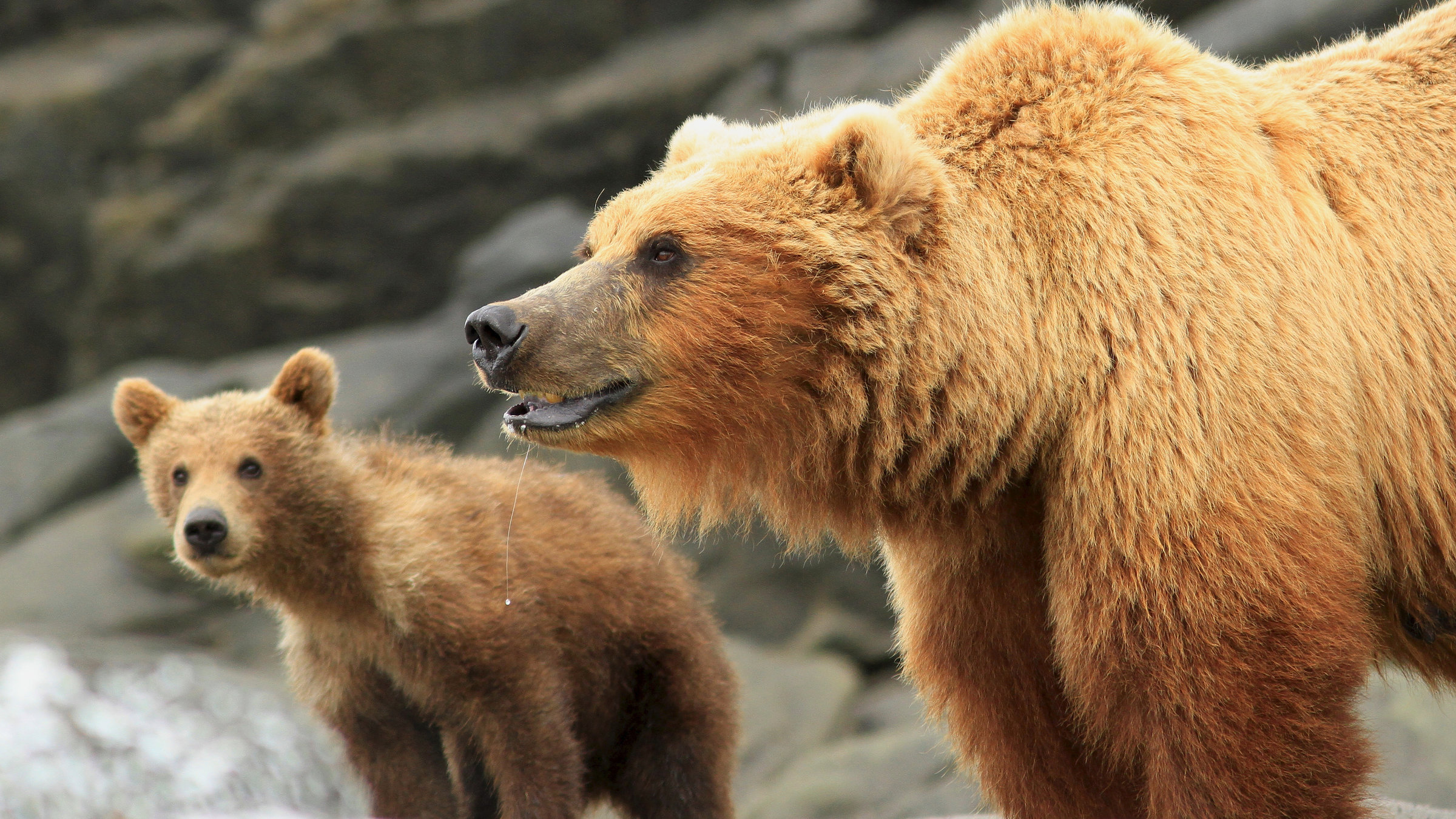"Unter Grizzlys" - In den beiden Folgen kämpfen Grizzlymütter unermüdlich um das Überleben ihr Jungen. Ihr Sommer ist voller tragischer Ereignisse.