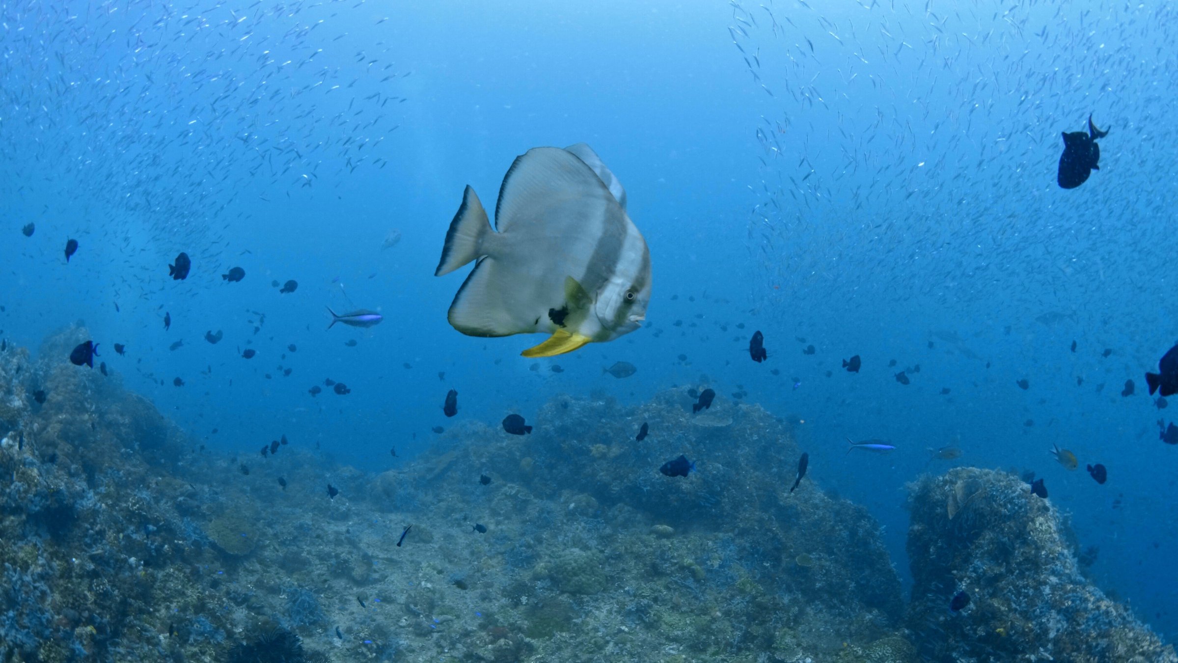 "Into the Blue – Indonesiens Unterwasserparadiese - Im Nationalpark Komodo": Viele Fische schwimmen über mit Korallen bewachsenem Boden im blauen Meer.