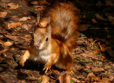 Geheimnisvolle Eichhörnchen