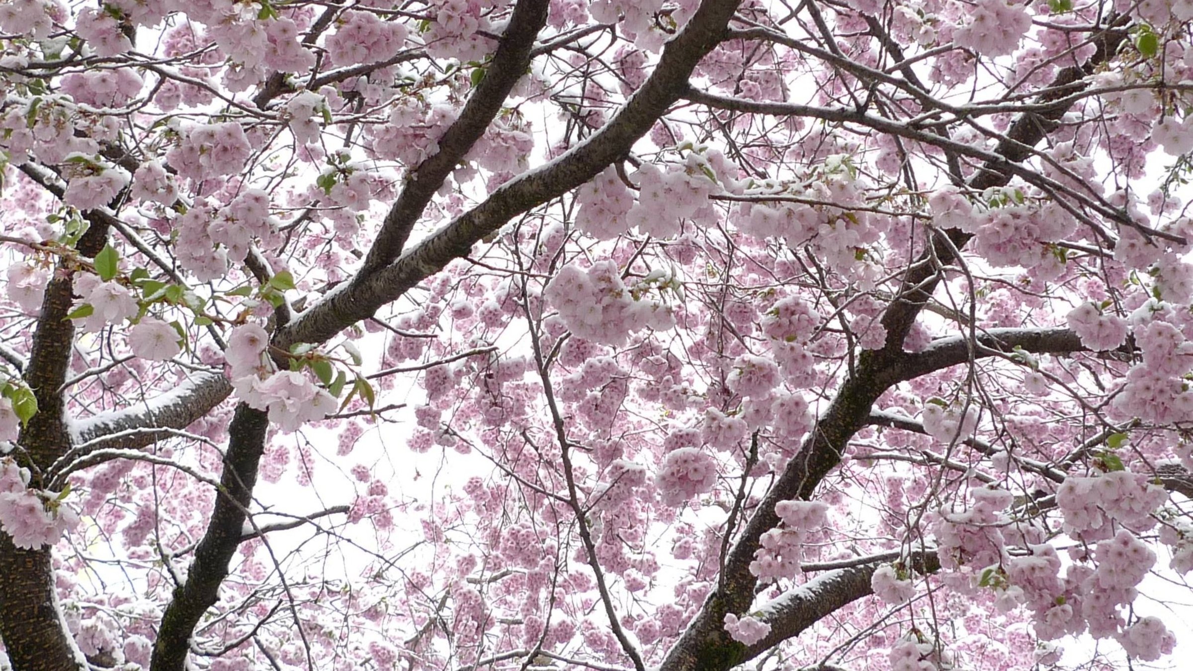 "Die Macht der Jahreszeiten: Frühling & Sommer" - Kirschblüte